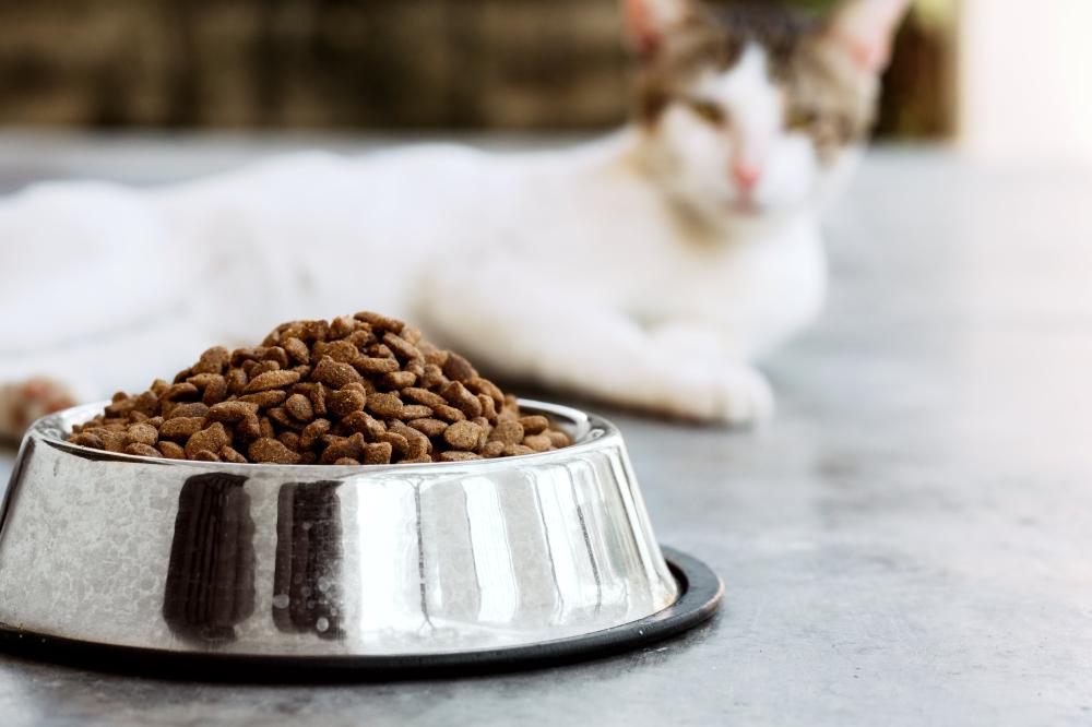 croquette pour chat